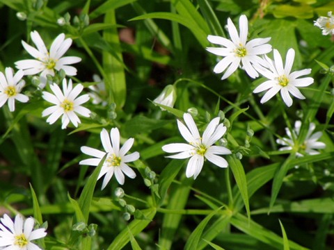 wiosna