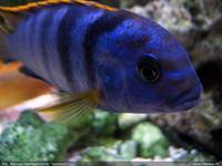 Samiec Labidochromis sp. mbamba