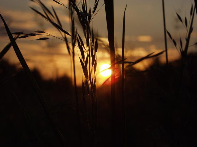 Trawa