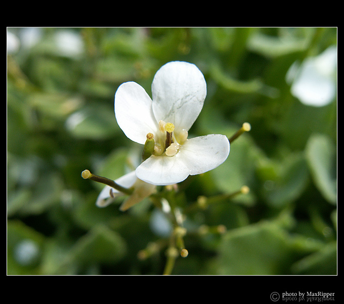 Makro flower
