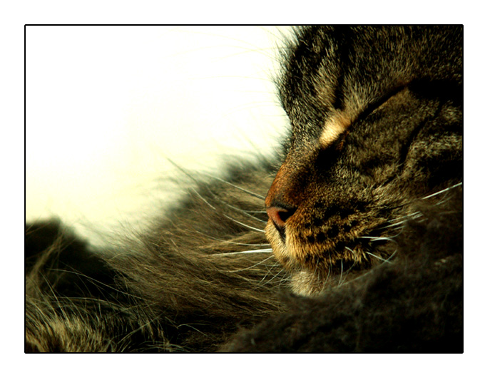 dorcy
