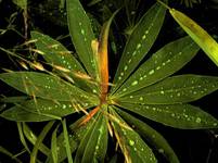 lupina