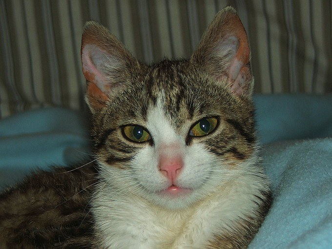 Kocia