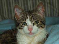 Kocia