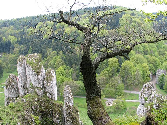 Ojców