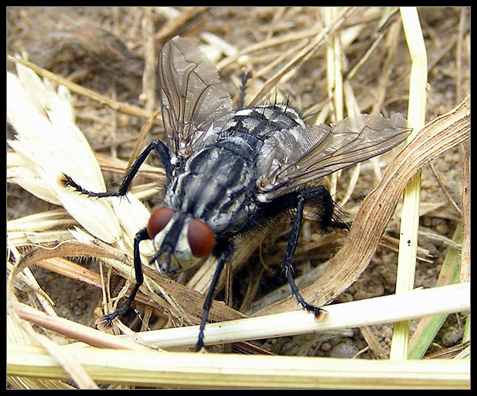Fly