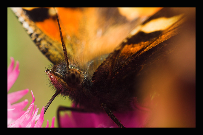 Motyl