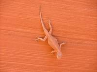 lizard