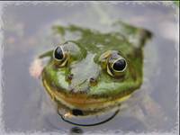 Żabcia