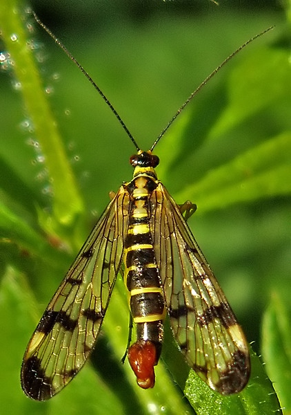 Samiec Wojsiłki
