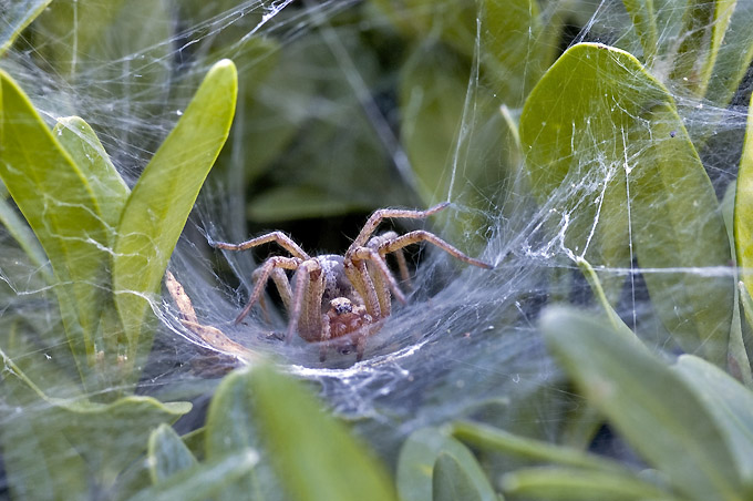 seba