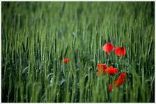 ...barwy wczesnego lata...