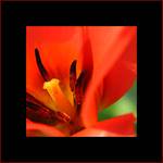 Flower 5