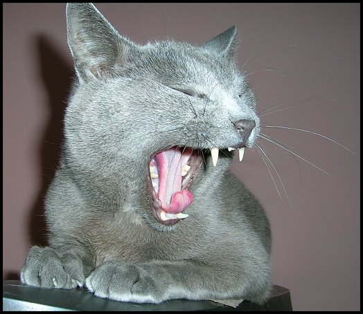 ...ucho mi urwała... aaaaaaaaaaaaa