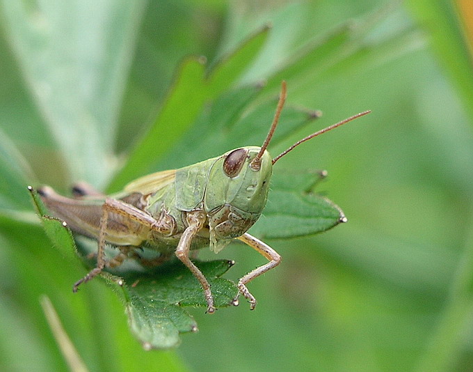 Atamanos