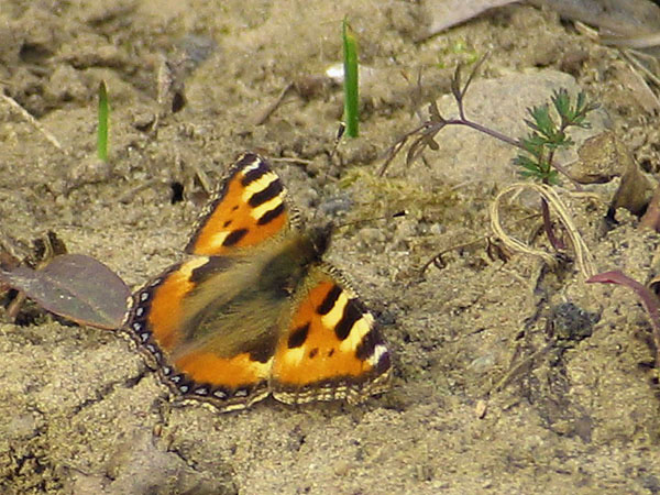 Small Tortoiseshell