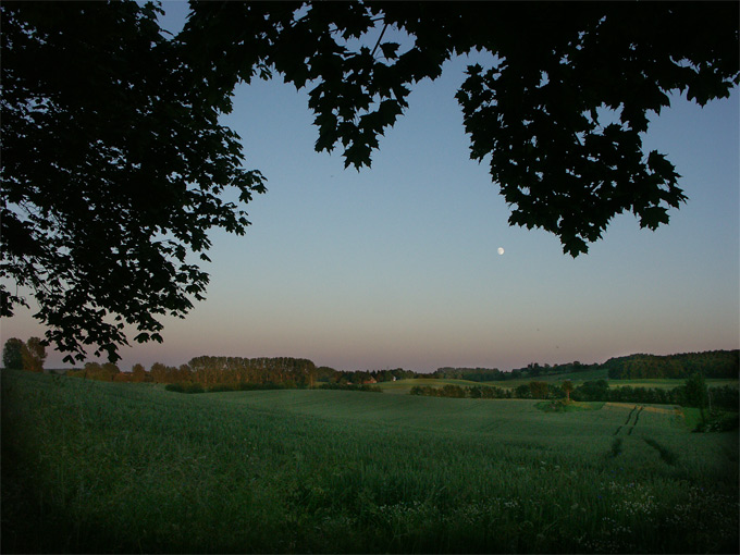 Hoffi