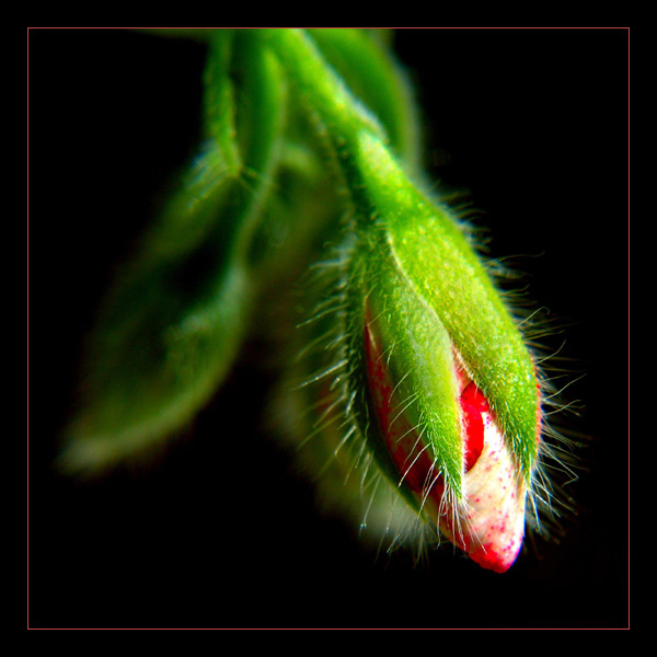 Pelargonia