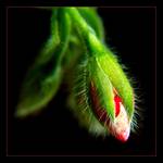 Pelargonia