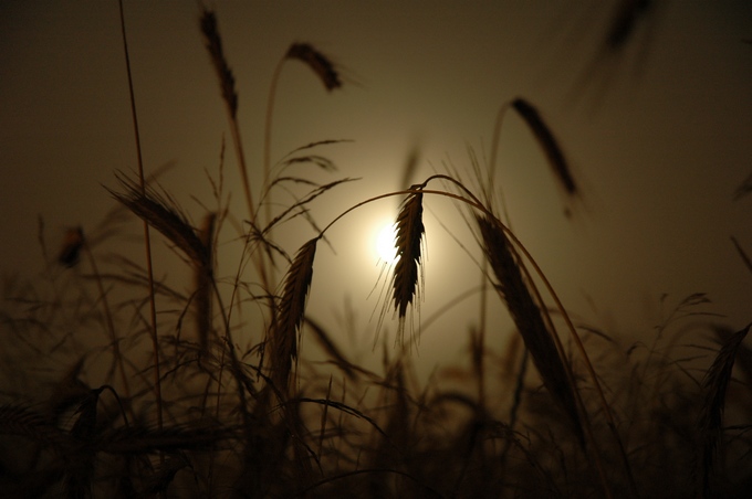 nocne żniwa