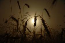 nocne żniwa