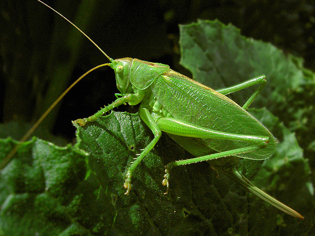 Zielona mimikra