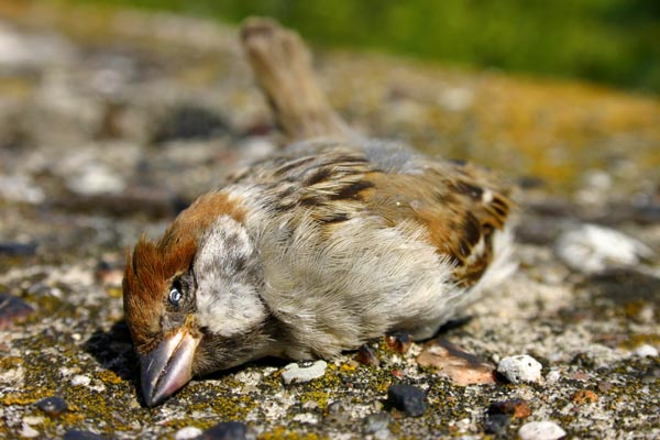 passer montanus