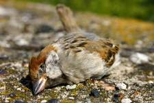 passer montanus
