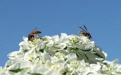 Symetria