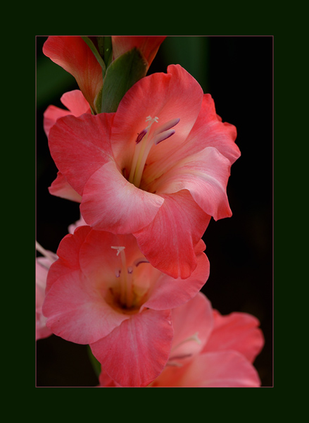 gladiola