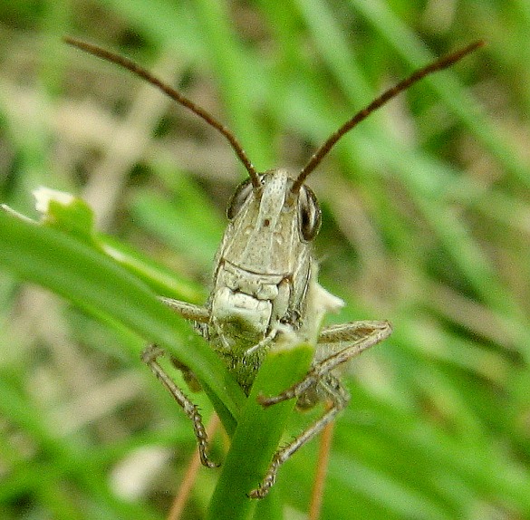 pasikoń