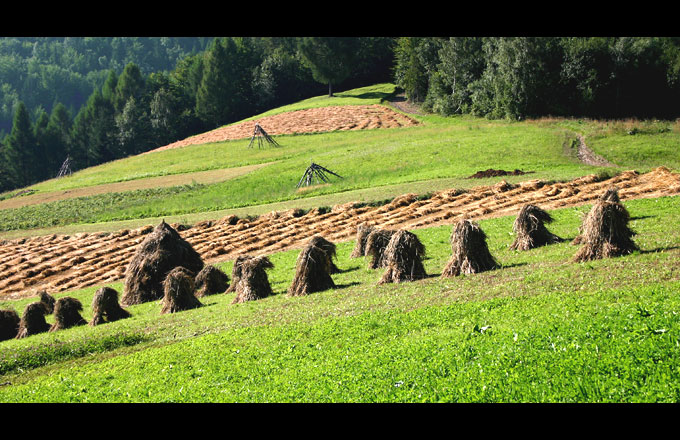 żniwa