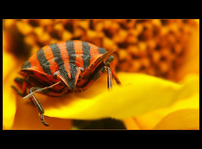 hm