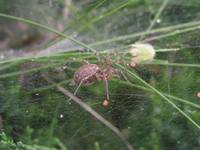 ..arachnofobia przezwycieżona...