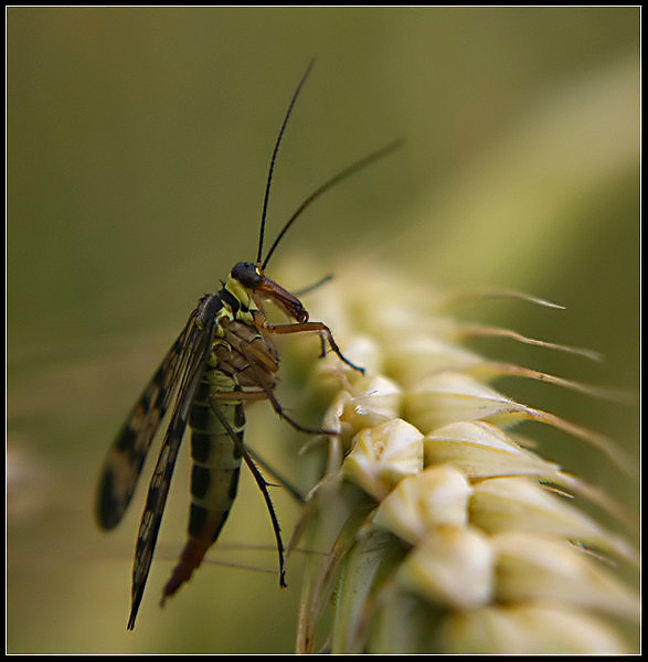 wojsiłka
