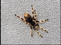 Avicularidae...na spacerku..:-)
