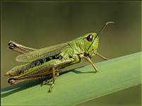 Skoczek zielony