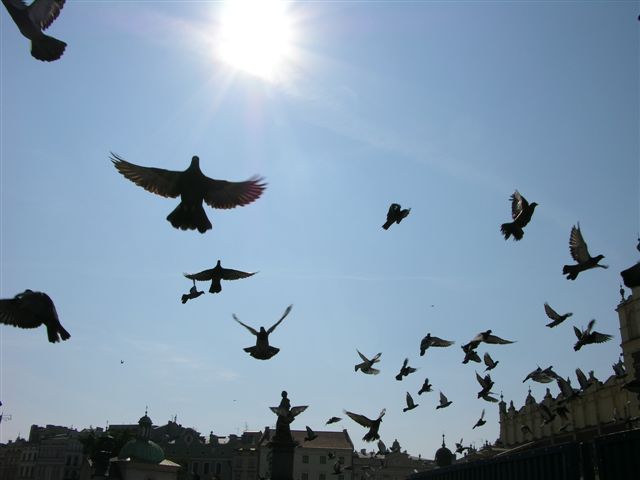 Kraków - Rynek
