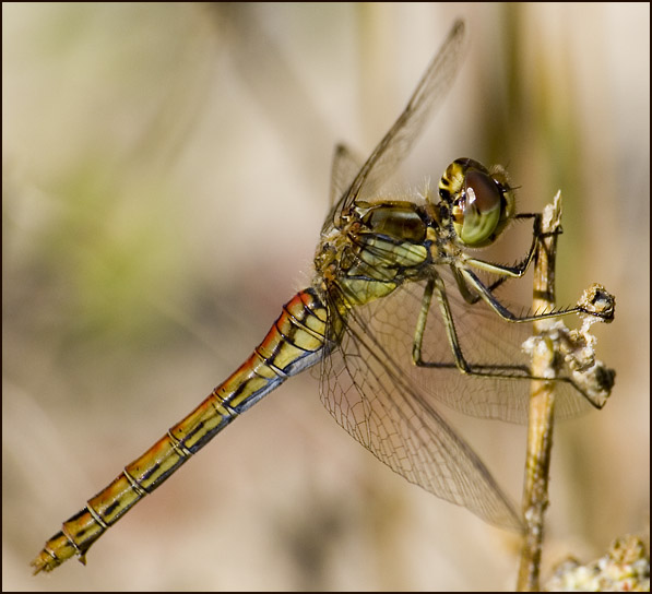 Dragonfly
