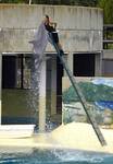  - aquarium  ... - ulotny pocalunek  ...