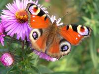 jesienny motyl
