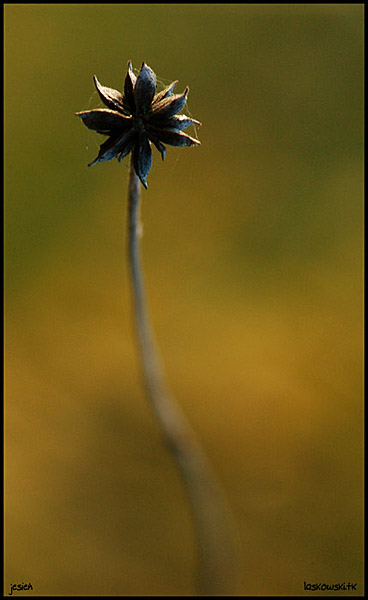 barwy jesieni