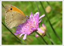 Motyl