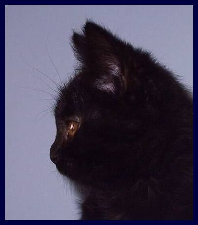 profil