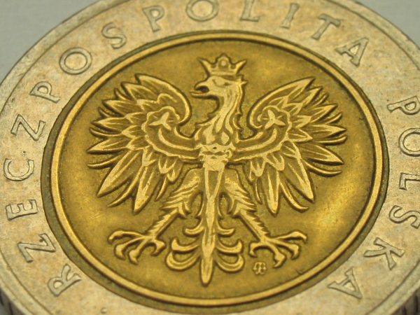 Orzeł pospolity