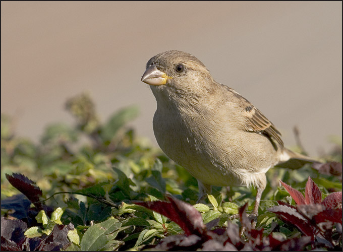 Passer domesticus