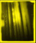Ligne de Vie - Jaune