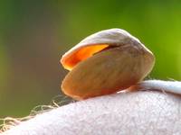 pistacjowe wakacje