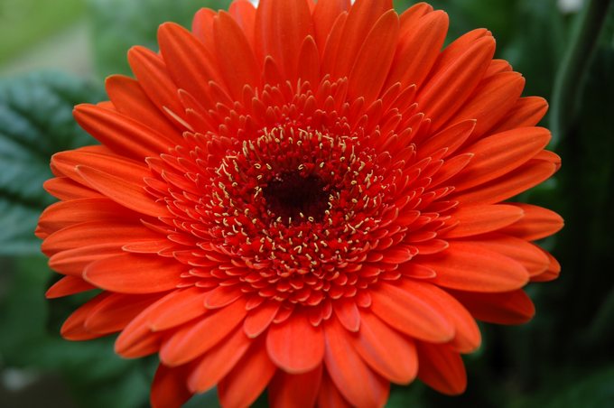 GERBERA :)