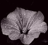 petunia